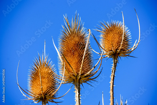 Tres cardos sobre fondo de cielo azul