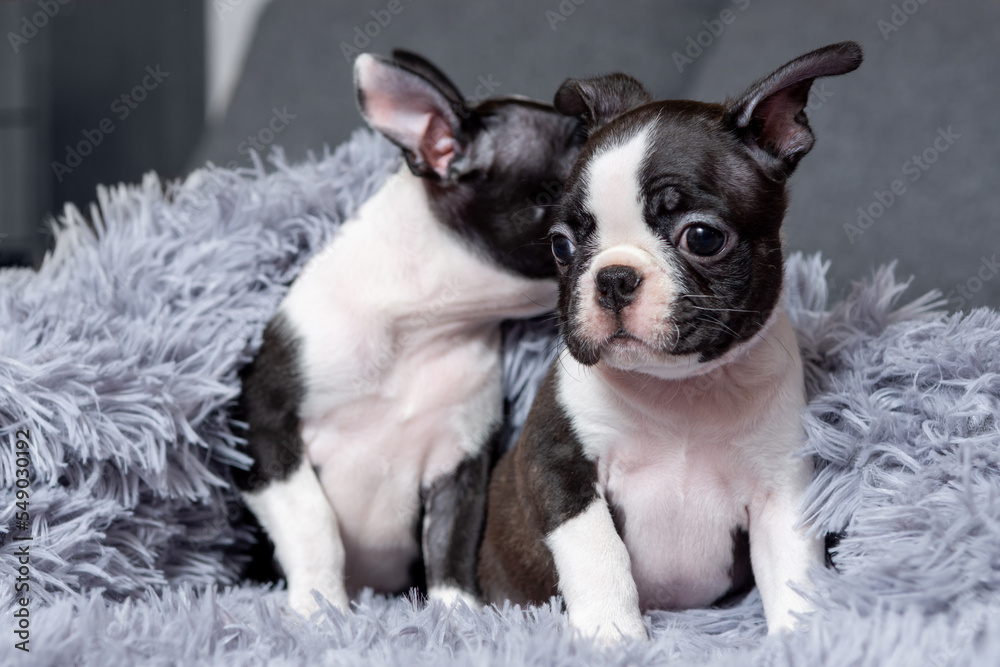 Two cute Boston Terrier puppies are sitting in a blanket on the bed Two cute Boston Terrier puppies are sitting in a blanket on the bed