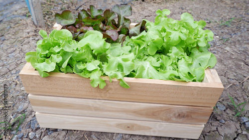 Fresh salad, organic vegetables in a wooden box. © krongthip