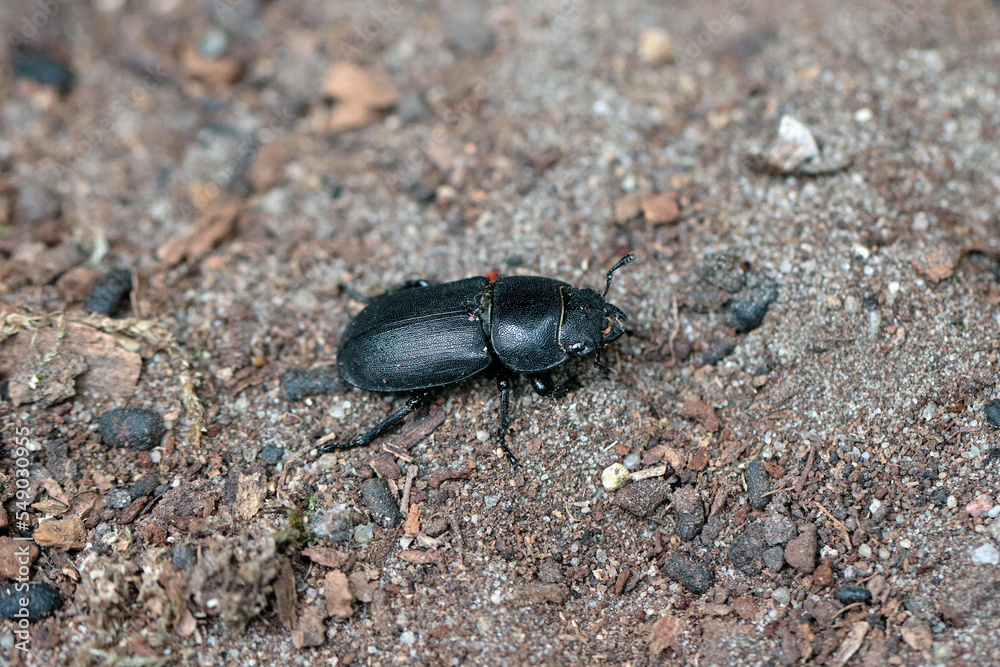 Lesser stag beetle Dorcus parallelipipedus Lucanidae. 