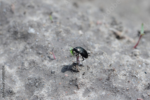 A beetle of the genus Amara (Carabid, ground beetle) eating a young plant in a crop field. Crop parasite.