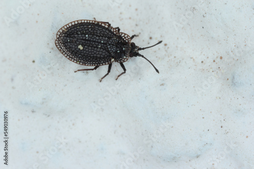Acalypta gracilis, lace bug, Tingidae on wall.