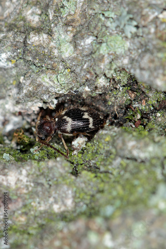 White-marbled spider beetle, white-marked spider beetle (Ptinus fur), imago.