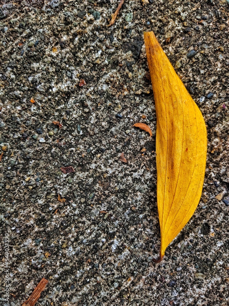 dry leaves that fall on the asphalt looks beautiful dry leaves that fall on the asphalt looks beautiful
