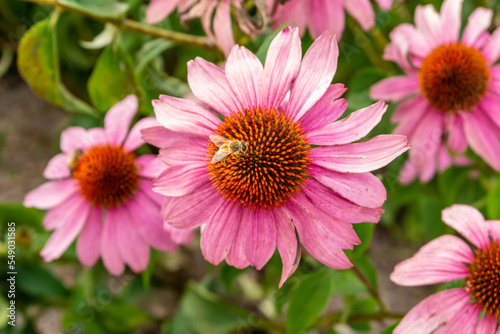 Background with echinacea purpurea, with bee