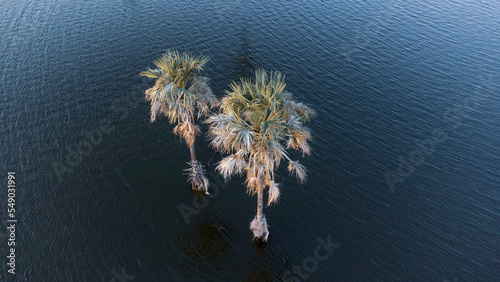 Drone view of a tree in the middle of the lake in INDIA