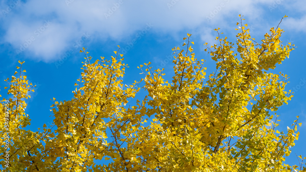 青空に映える黄色いイチョウの葉