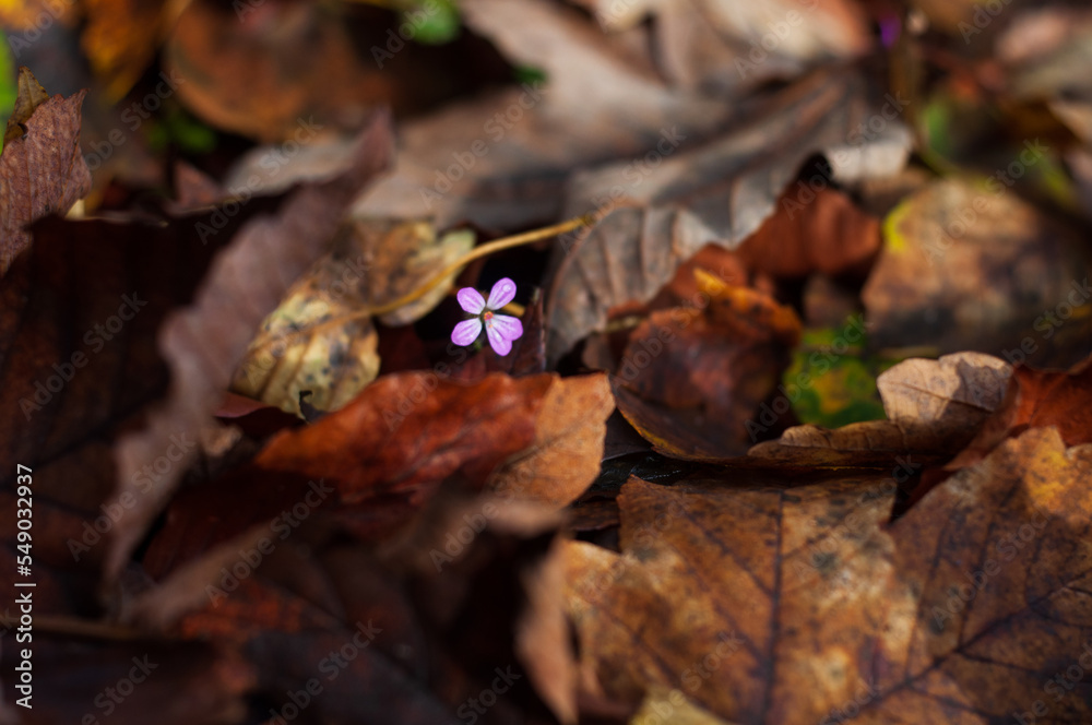 Autumn mood. Fallen leaves lie on the ground. A small purple flower peers through the leaves Autumn mood. Fallen leaves lie on the ground. A small purple flower peers through the leaves
