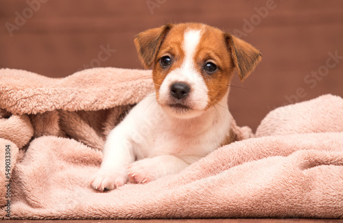 little jack russell puppy resting in a blanket