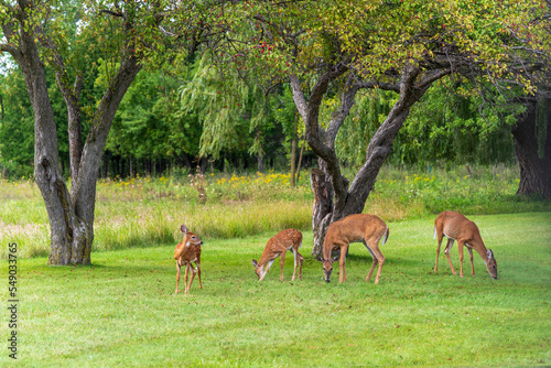 White-tailed Deer Does And Fawns In Summer