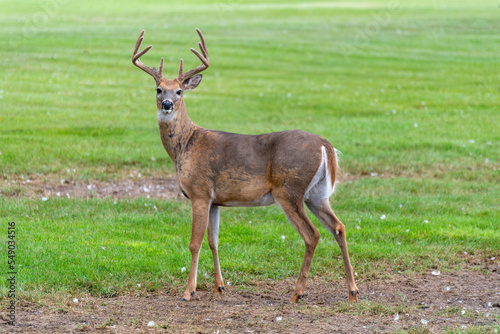 A White-tailed Deer Buck Standing On Summer Grass