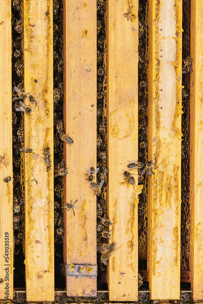 Bees on honeycomb in beehive Bees on honeycomb in beehive