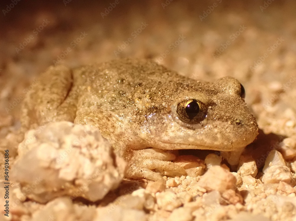 Fototapeta premium Toad on the ground
