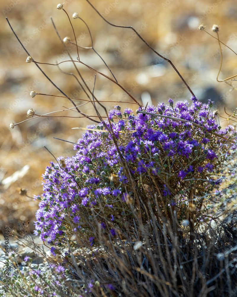 Blooming thyme in the mountains CreteьGreece. Thymus capitatus, woody