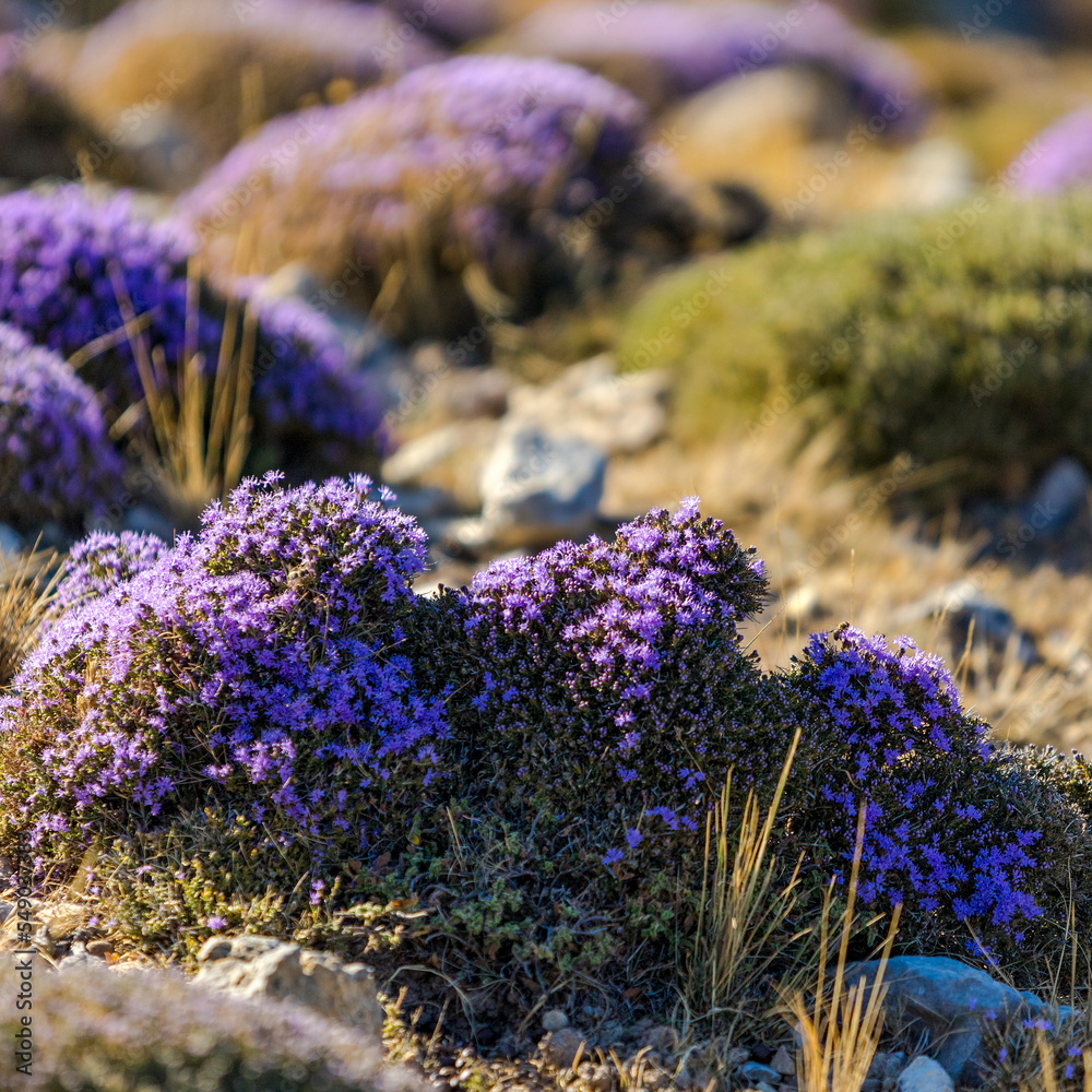 Blooming thyme in the mountains CreteьGreece. Thymus capitatus, woody