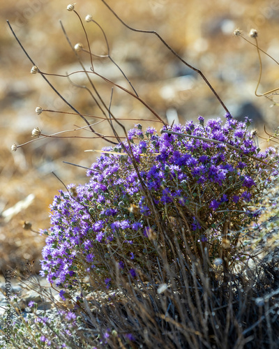 Blooming thyme in the mountains  CreteьGreece. Thymus capitatus, woody perennial native to mountains of Crete, more commonly known as conehead thyme, Persian-hyssop, Spanish oregano, Thymbra capitata