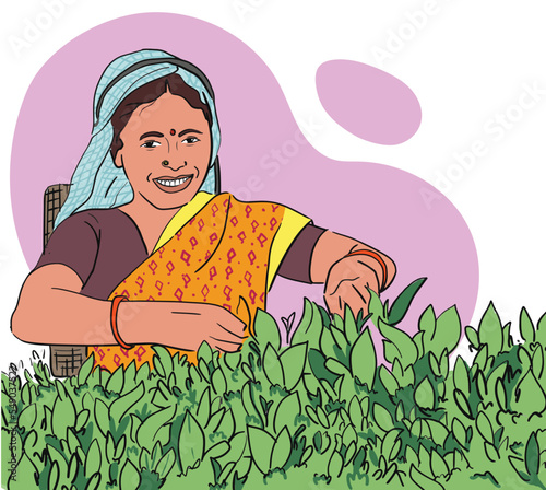 indian Woman character cutting and picking up tea leaves. plucking tea leaves from tea field. darjeeling. happy indian women