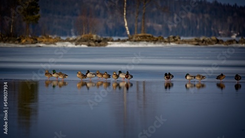 Mallards gather in large numbers before winter
