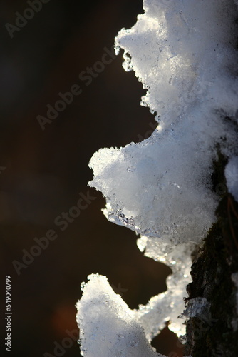 Close-up of snow melting during the thaw and shining in the sun on a tree trunk