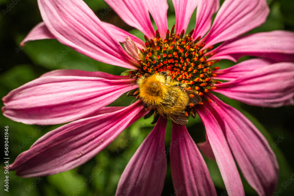 Bee on Purple coneflower - Abeille sur Échinacée pourpre - Echinacea Bee on Purple coneflower - Abeille sur Échinacée pourpre - Echinacea