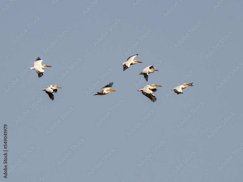 White Pelicans flying against blue sky White Pelicans flying against blue sky