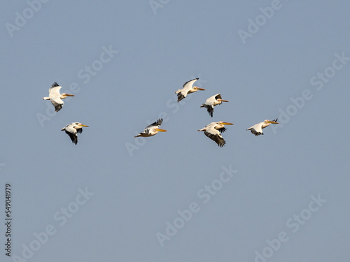 White Pelicans flying against blue sky © FotoRequest