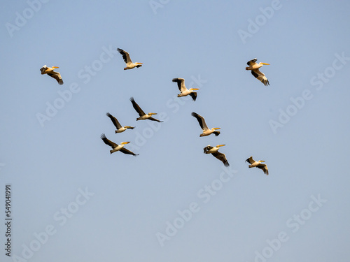White Pelicans flying against blue sky