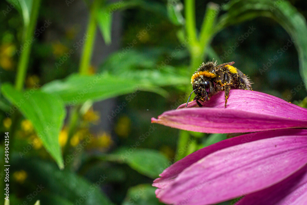 Bee on Purple coneflower - Abeille sur Échinacée pourpre - Echinacea Bee on Purple coneflower - Abeille sur Échinacée pourpre - Echinacea