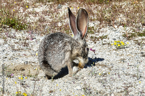 Black-tailed jackrabbit (Lepus californicus), also known as the American desert hare, in Joshua Tree National Park, Mojave Desert, California, USA
 photo