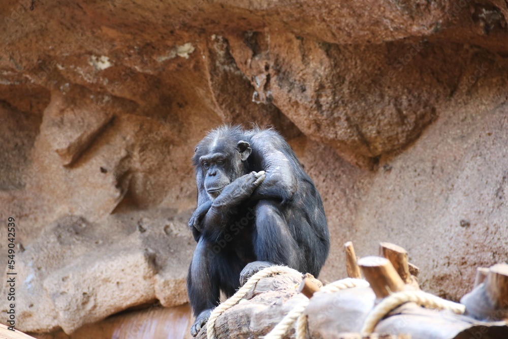 Chimpanzee sitting on a tree 