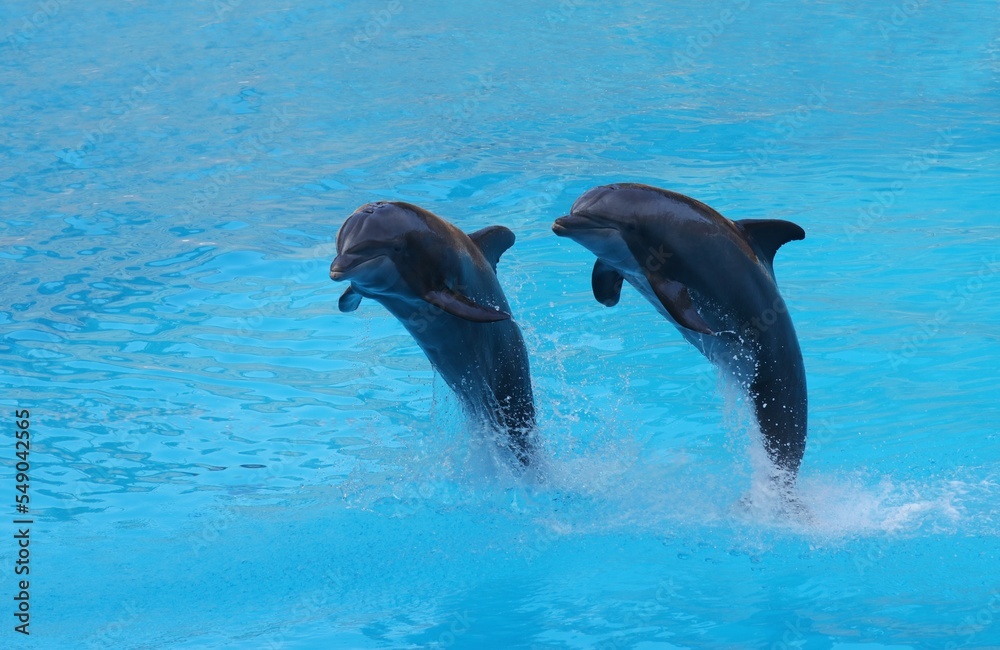 Fototapeta premium Beautiful Dolphins in the water
