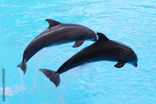 Beautiful Dolphins in the water