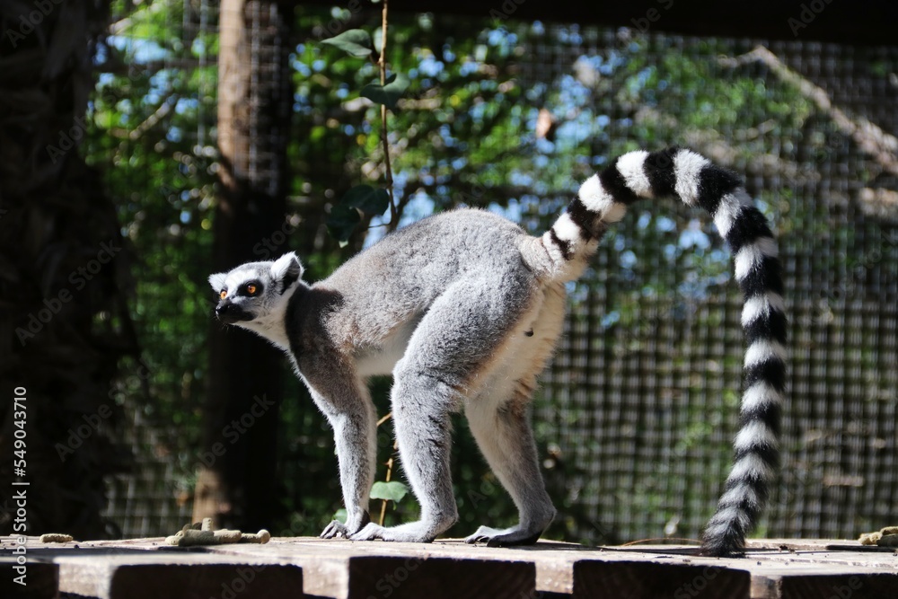 Beautiful Ring-tailed Lemur – Tenerife