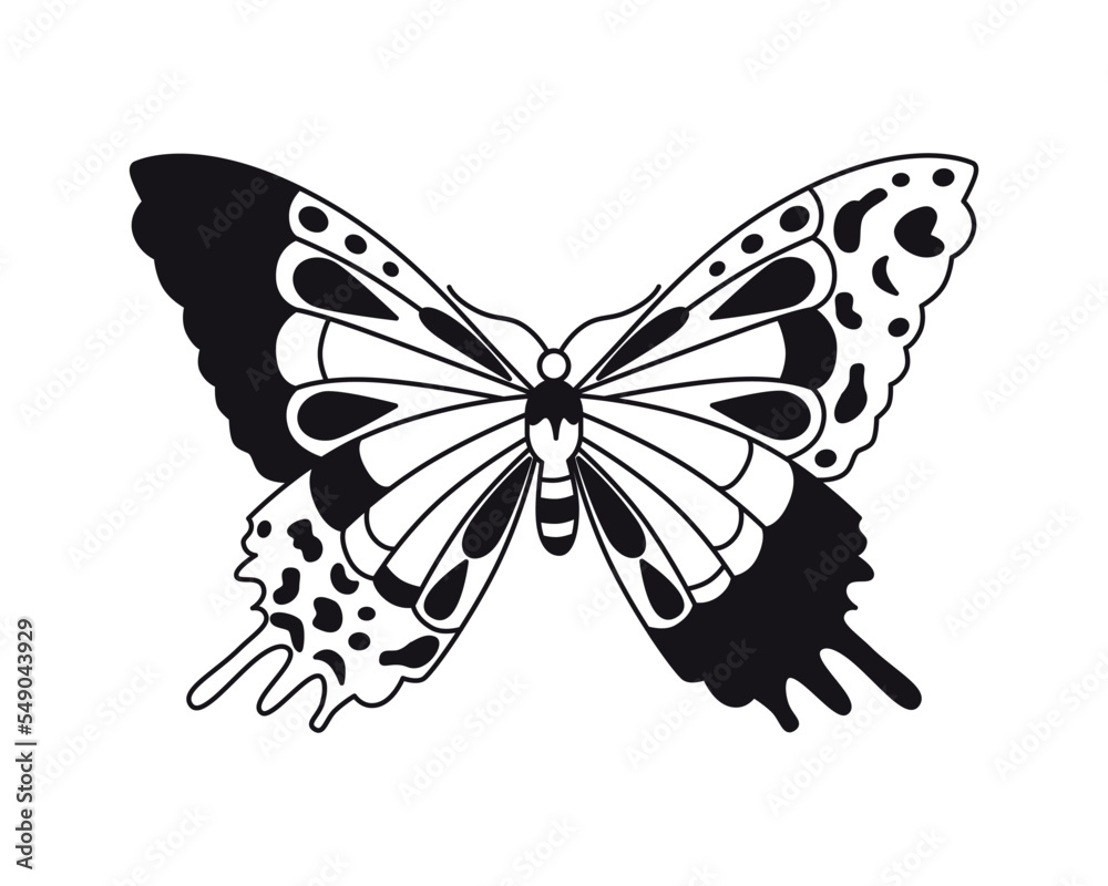 Fototapeta premium Butterfly. Vector drawing. Closeup. Used for web design 