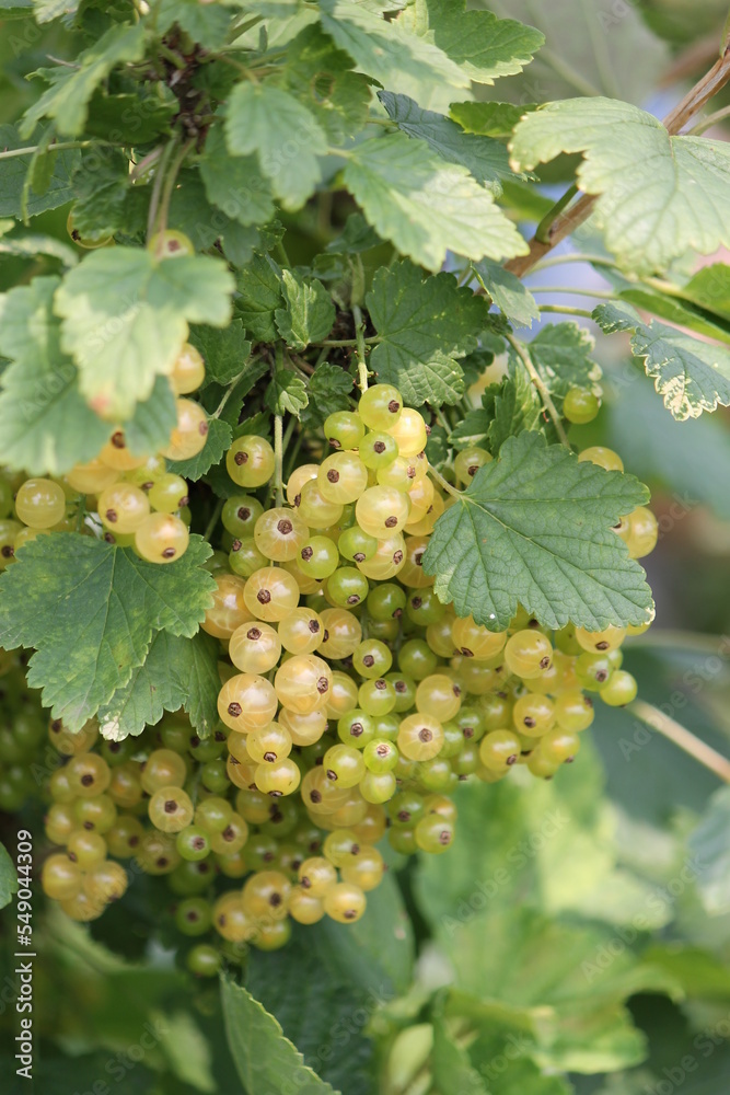 custom made wallpaper toronto digitalwhite currant ripe