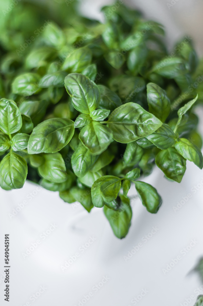 Grown green basil on the windowsill in metal white pot. Grown green basil on the windowsill in metal white pot.