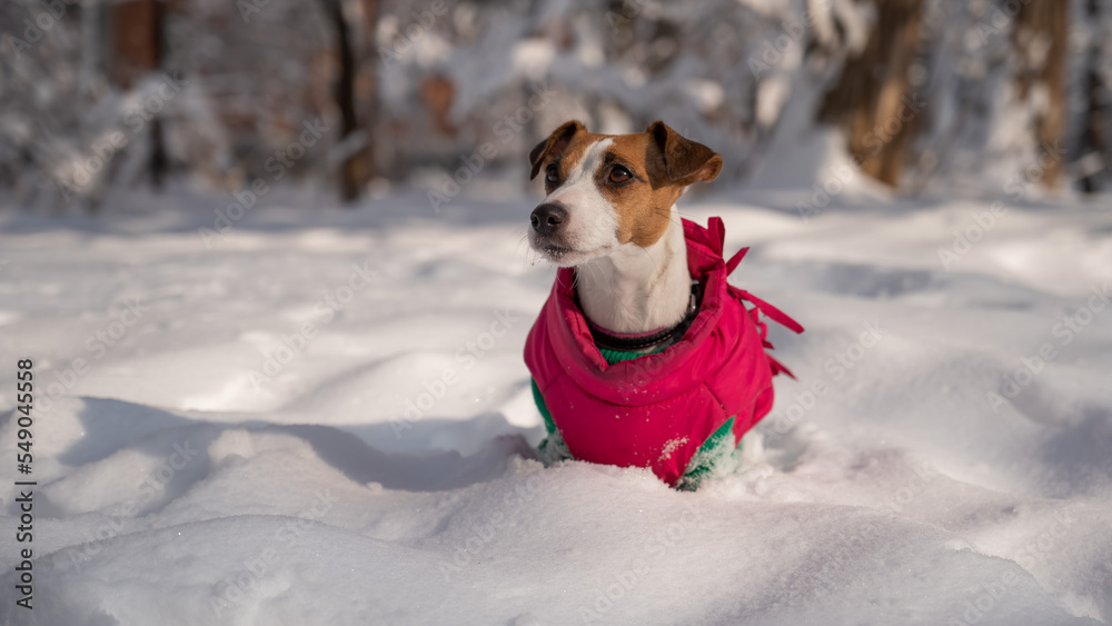 Dog jack russell terrier in a warm jacket in the snow in winter. Dog jack russell terrier in a warm jacket in the snow in winter.