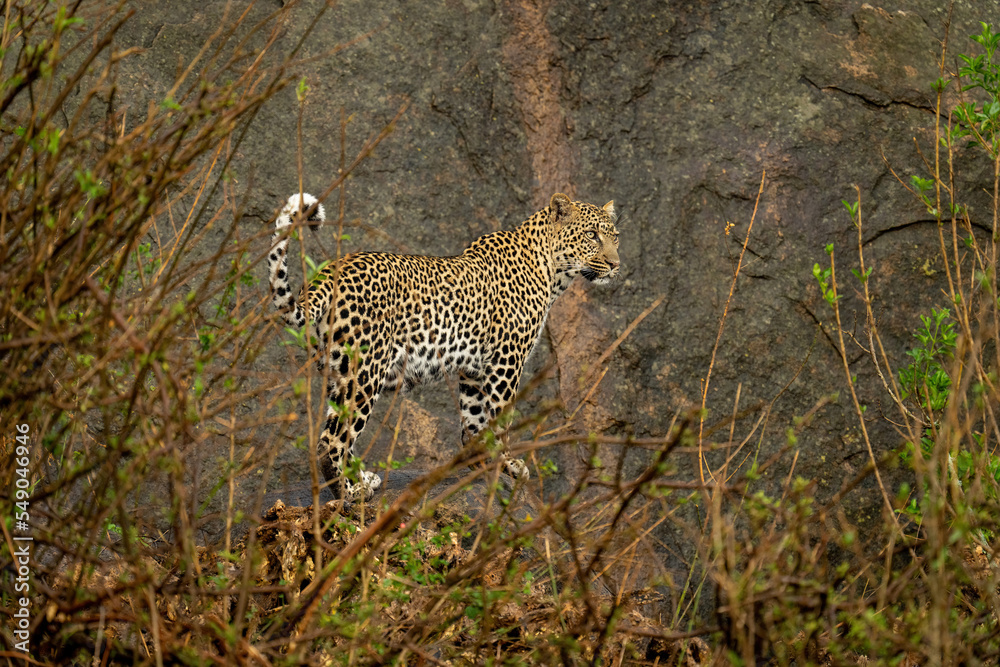 Fototapeta premium Leopard stands on rock framed by bushes