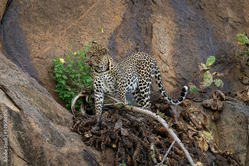 Leopard stands on bent branch cocking head
