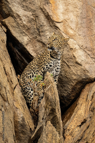 Leopard stands by cave mouth looking up