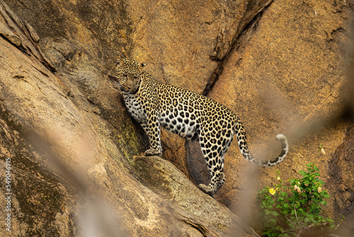 Leopard standing on steep rockface looking down
