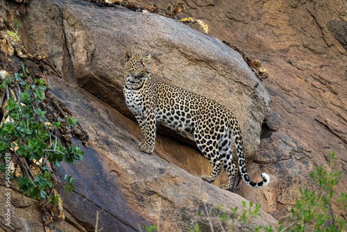 Leopard stands on rock face looking back