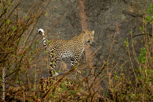 Leopard standing on rock surrounded by bushes