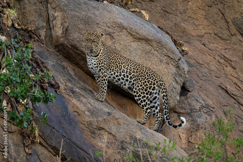 Leopard stands on sloping rock looking downwards