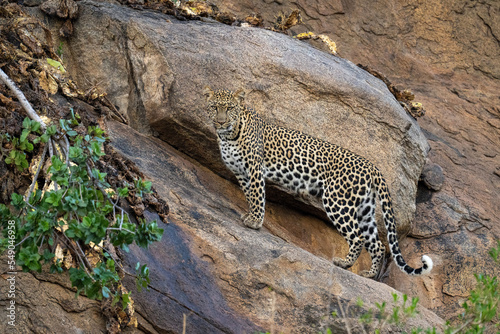Leopard stands on sloping rock looking down