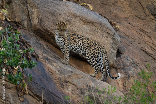 Leopard stands on sloping rock staring downwards