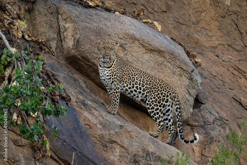 Leopard stands on sloping rock watching camera