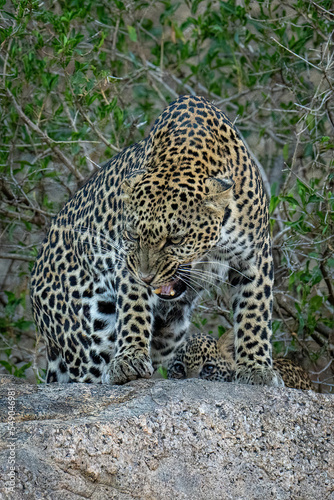 Leopard stands snarling on rock near cub