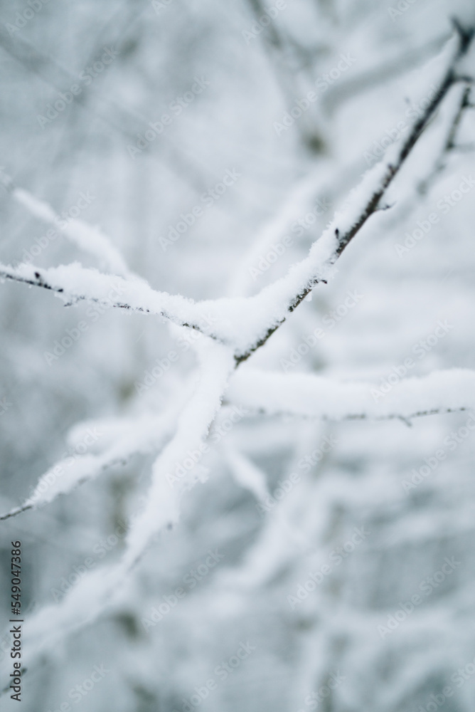 Snow covered branches Snow covered branches