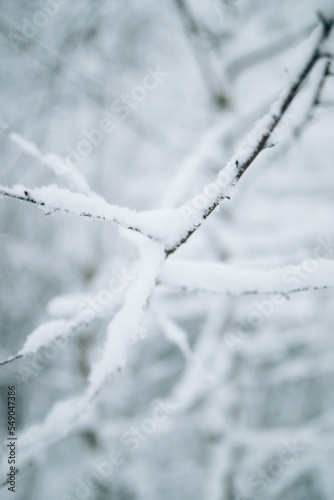 Snow covered branches © Harry